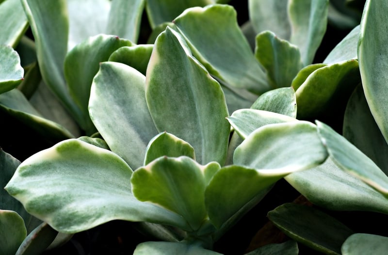 Succulent garden